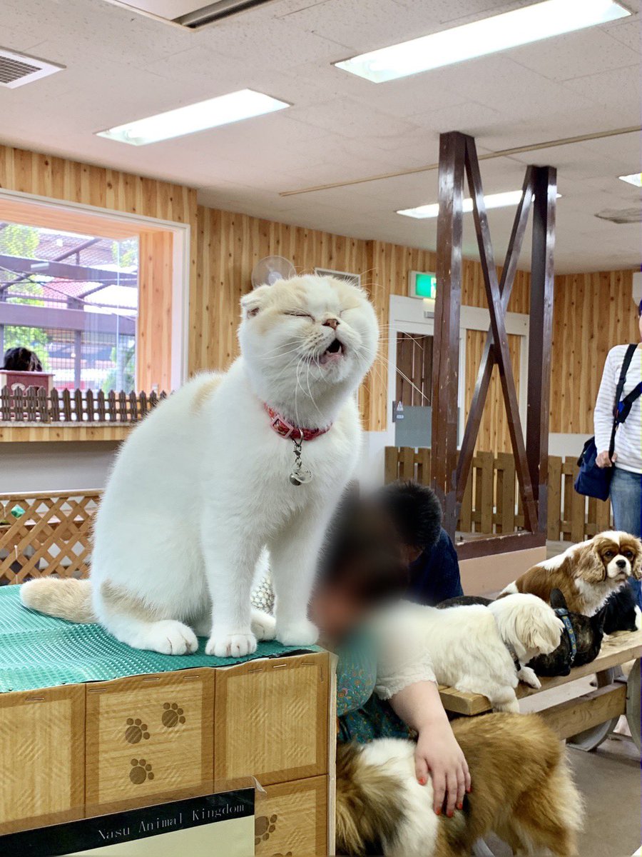 ザキャッツ ザキャッツ