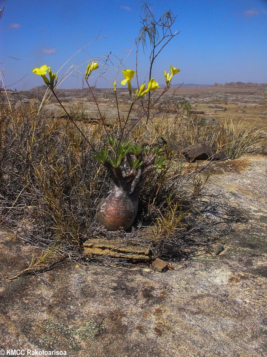 RseSolofo's tweet photo. #Pachypodium rosulatum var. gracilis, #Apocynaceae disappears little by little at the edge of #Isalo along RN7 due to illegal collecting of living plant https://t.co/qfAGszeEcC