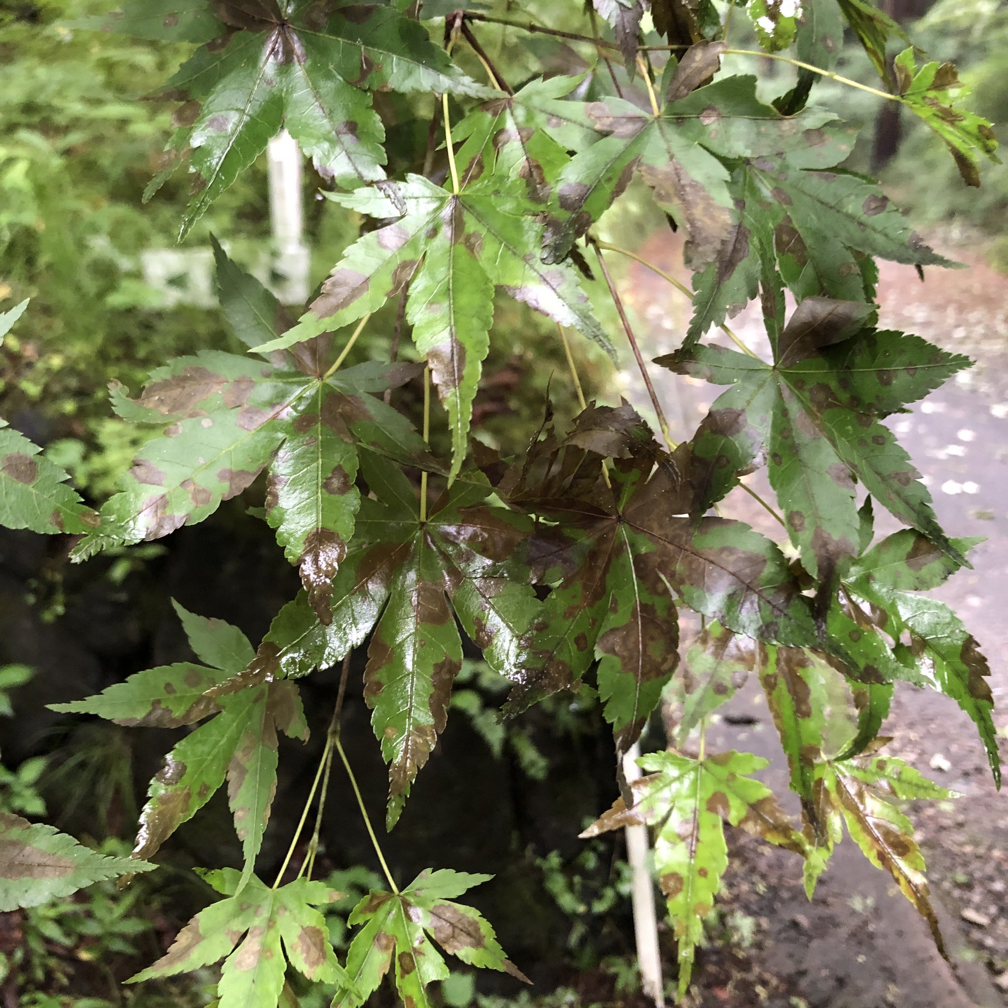 Isao Ninomiya Ninomiya Dao 雨が多いせいで病気になってるんでしょうか 黒い斑点 カエデ モミジ 軽井沢 T Co 7urjysnduk Twitter