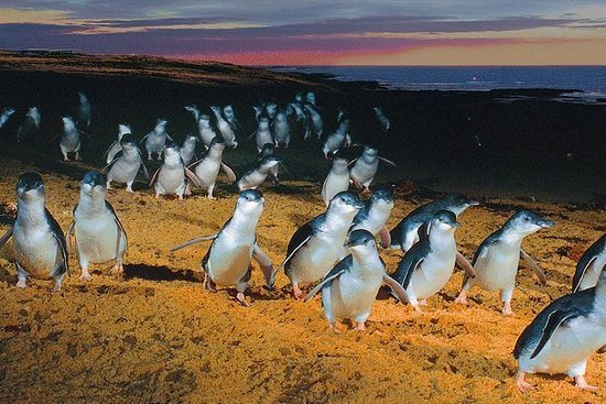 amazingtrip7's tweet photo. Paket Tour Australia 7D4N https://t.co/Bns8pKR2V6 https://t.co/AtqNehPsSL