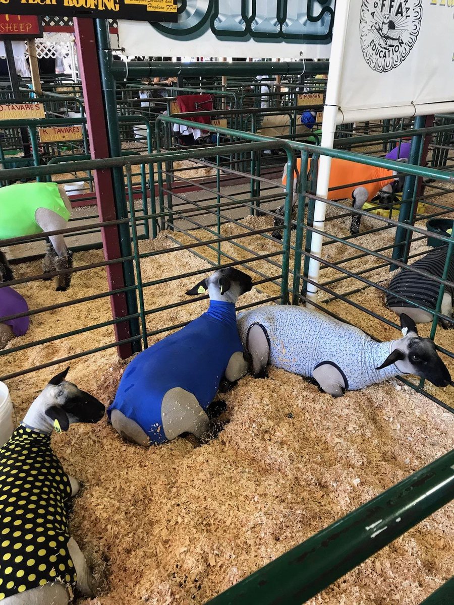 Students from <a href="/goCVhawks/">Central Valley High</a> and <a href="/CHSBulldogPride/">Ceres High School</a>  spend many months feeding, grooming, and working with the animals they’ll show at the <a href="/stancofair/">Stanislaus County Fair</a>. Today, CUSD Cabinet members dropped by for a visit! #CeresLearns