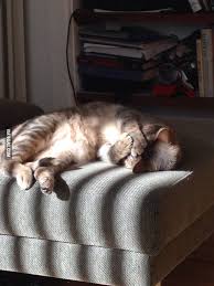 CatFoodBreath's tweet photo. WARNING: GRAPHIC IMAGE. NOT SUITABLE FOR ALL VIEWERS.
Ichigo Kurosaki was just cruising along on the #TourDeCouch, minding his own business, when WHAM! he was hit in the face with a sun splash. Ich may be out of the #Tour.
#SunHazard #Tour2019 #ToughBreak #SunShards #OW https://t.co/OCKdVlbQkO
