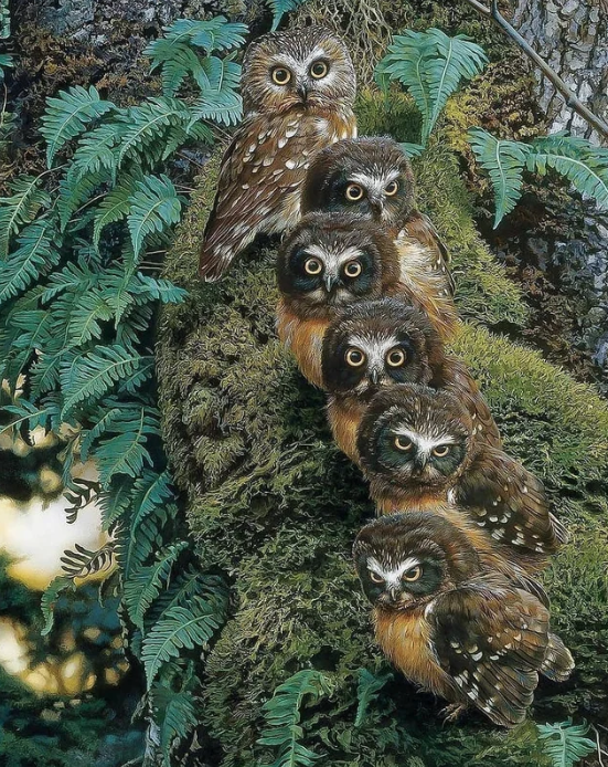 Cool shot!! #owls #beautiful