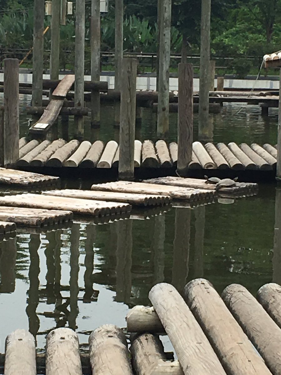清水公園 水上コースに先客が 清水公園 アスレチック