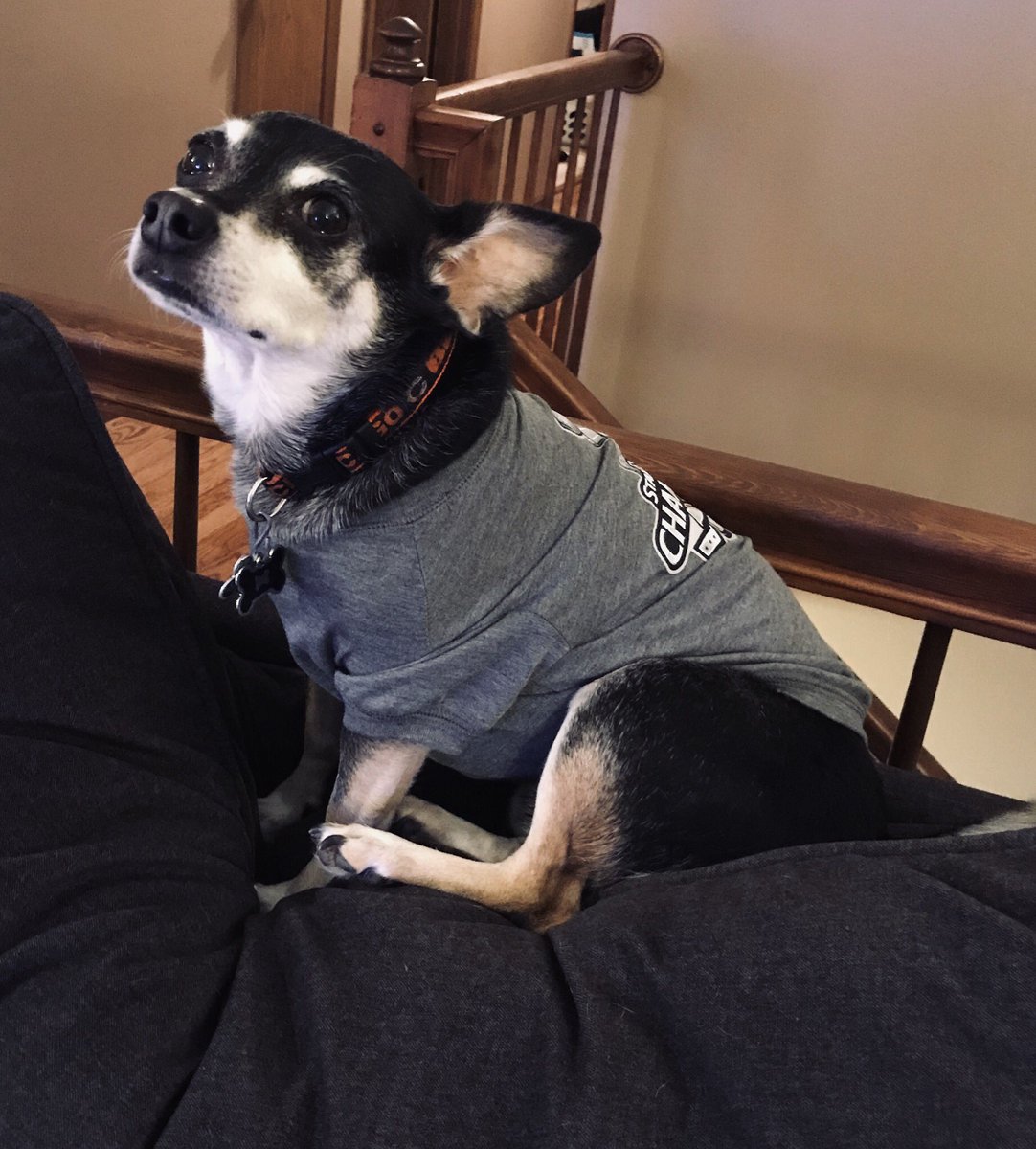 Pepperstheboss's tweet photo. It’s storming here. Bad. My Blues,Stanley cup shirt is keeping me tuff though against the boom rumbles outside. #DogsOfTwitter #tuffdogs #smalldogsoftwitter #stlouisblues https://t.co/tgMiSiQFzv