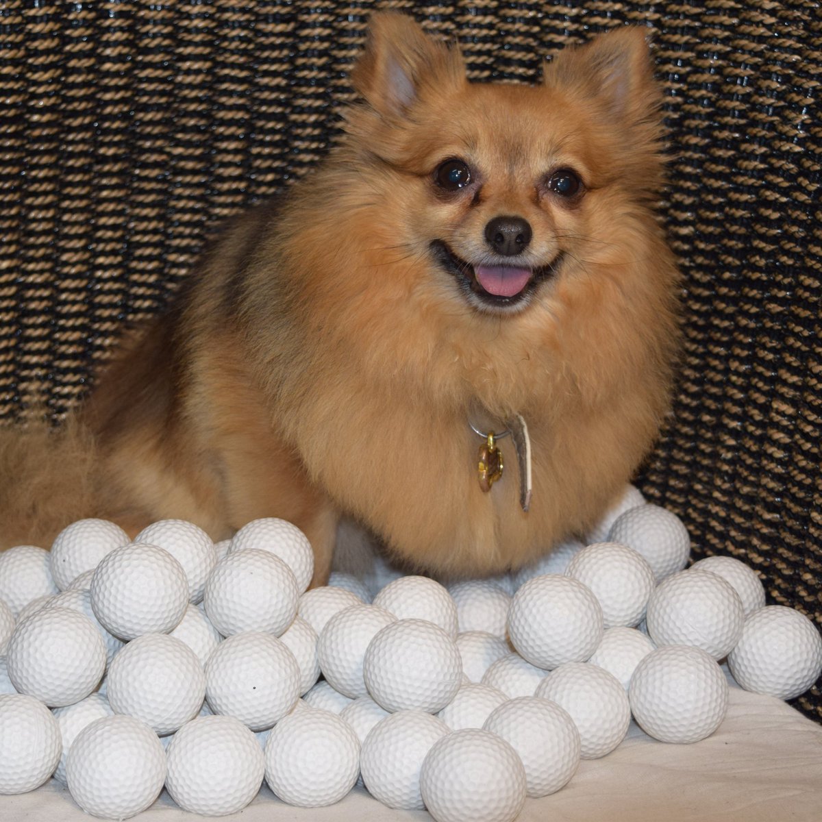 biogolfballs's tweet photo. Even Athena approves of our #biodegradablegolfballs

#golf 😀 https://t.co/3rab96b8L4