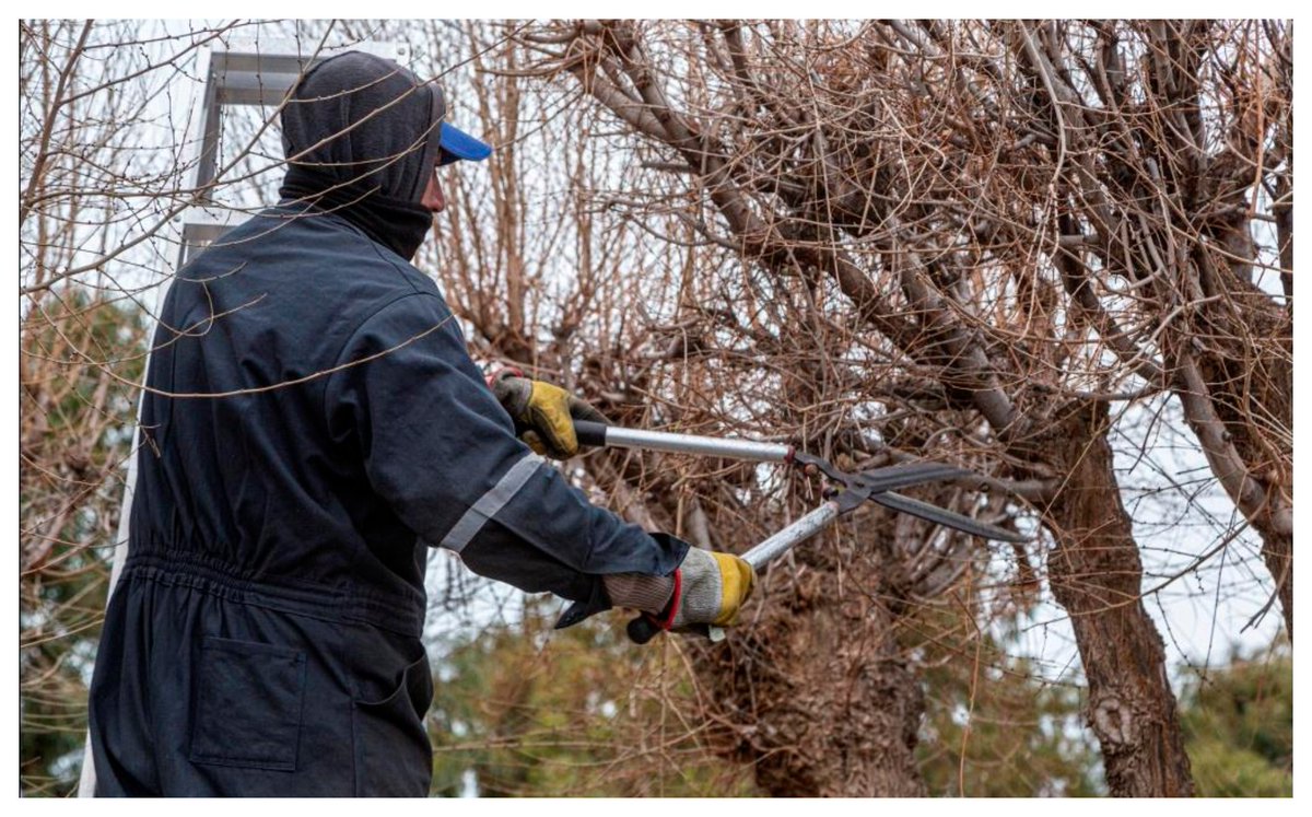 #Comodoro El municipio llega con el servicio de poda a distintos barrios
https://www.elobservadordelsur.com/el-municipio-llega-el-servicio-poda-distintos-barrios-comodoro-n14471 …