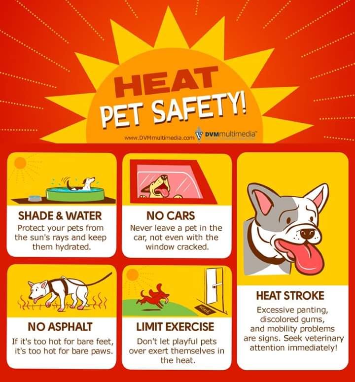 With extreme temps in the forecast, we wanted to remind you to keep yourselves (&amp; your pets) hydrated. And don’t forget to check on your elderly loved ones!
