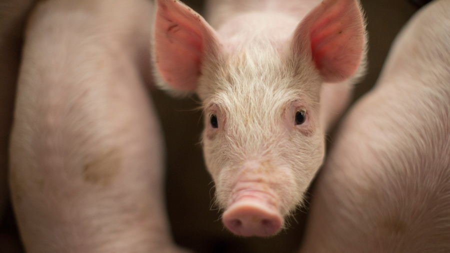 Alltech's tweet image. Freshly weaned pigs are particularly prone to gut health challenges. @HubbardFeeds swine technical veterinarian Dr. Andrew Bents shares his advice for dealing with this common ailment. 🐖 
alltech.com/blog/preventin…