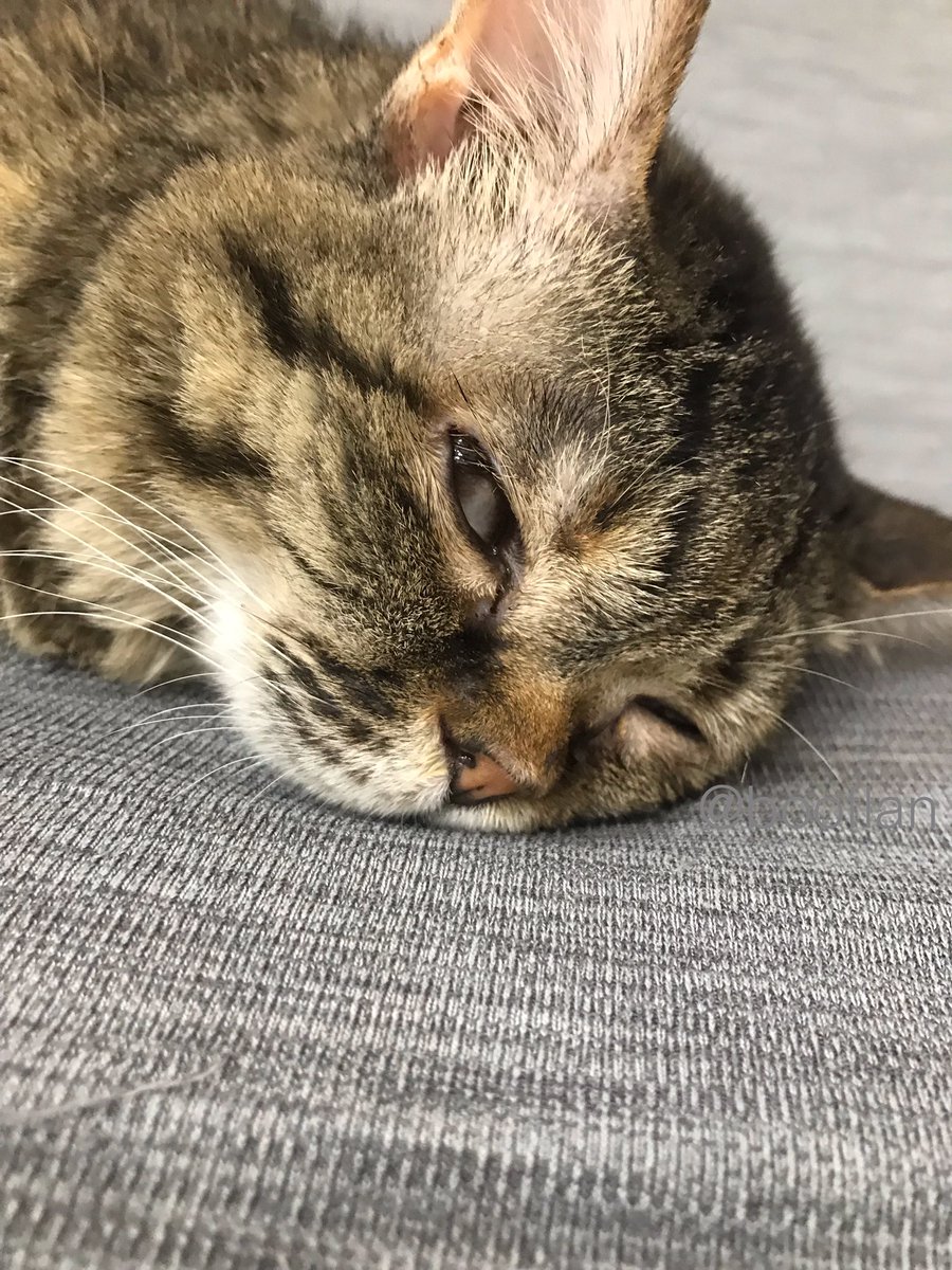 booflan's tweet photo. ときどき起きたぁぁり？・・・
いや、やっぱり寝てばっかり    (2/2) https://t.co/LXHKd4CYpj