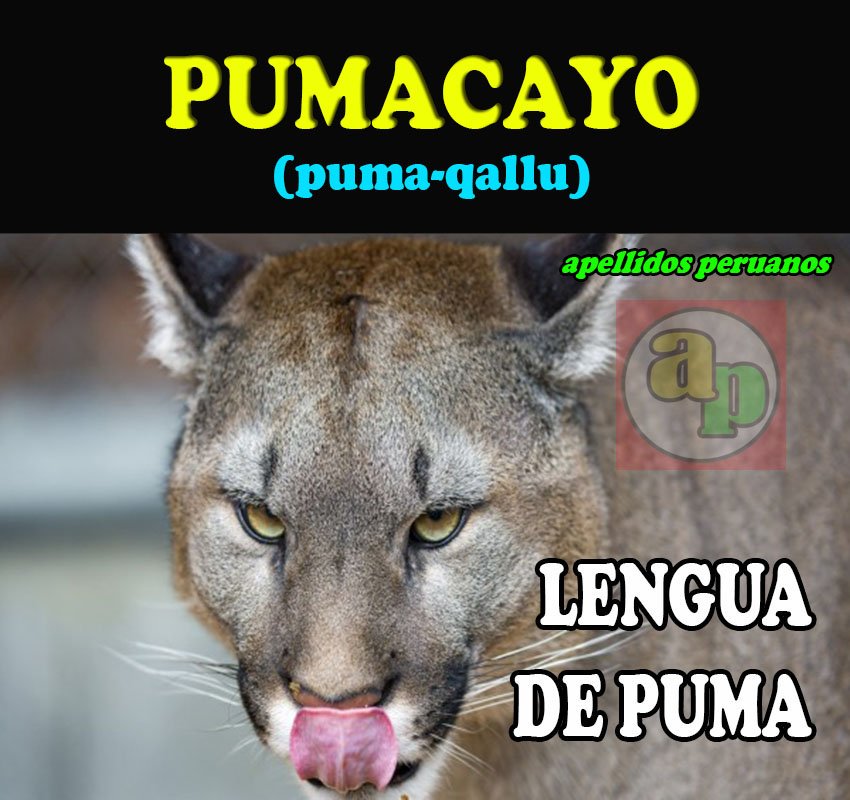 puma significado