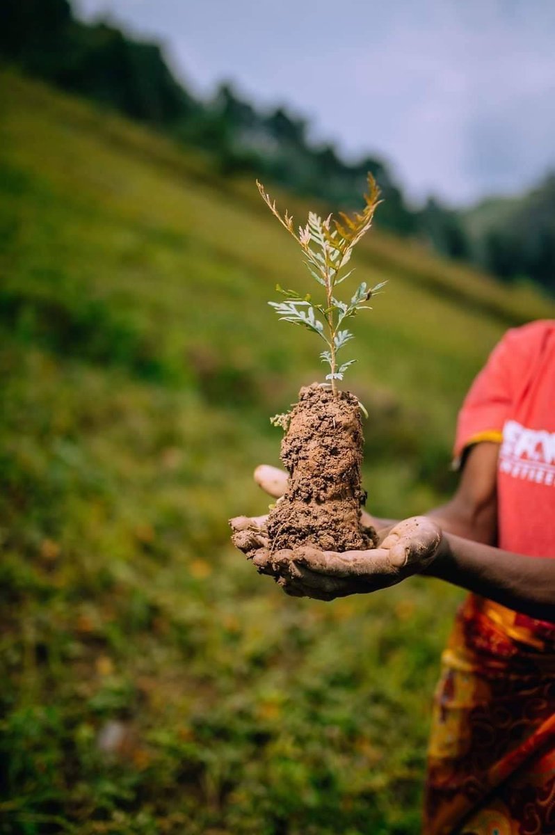 koolkopper's tweet image. “Someone is sitting in the shade today because someone planted a tree a long time ago.” 🌳🌲
― Warren Buffett

#planttreeawareness