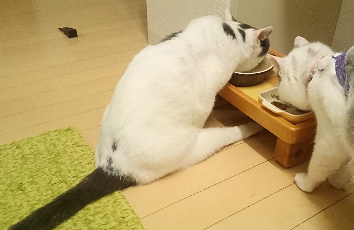 うちの猫のトンチキな食事姿勢でも見てくれよ そんな気分だったので人みたいな感じでご飯を食べる猫さん 心を少しでも和ませるに限る Togetter うちの猫のトンチキな食事姿勢でも見てくれよ そんな気分だったので人みたいな感じでご飯を食べる猫さん 心を少しでも和ませるに限る Togetter