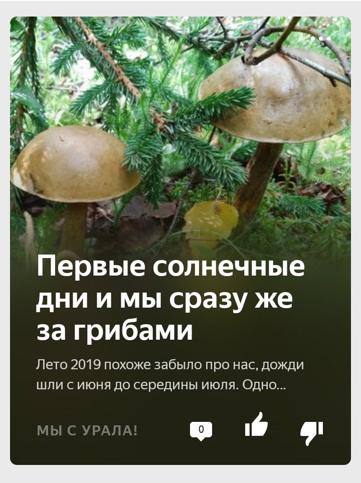 mys_urala's tweet photo. Первые солнечные дни и мы сразу же за грибами
#грибы #лето #отпуск 
https://t.co/MIc6Sc0T8G https://t.co/mEY0MkwSk5