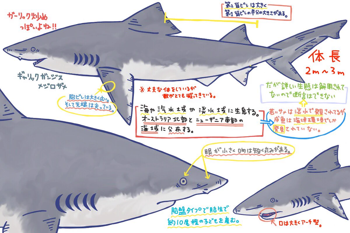 🦈めかぶ🦈 on X: 
