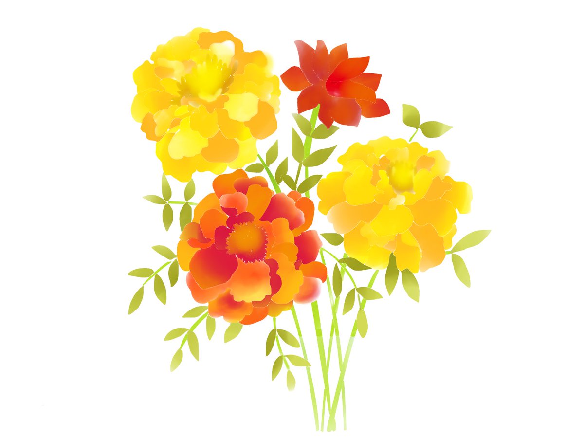 愛ちん ゆめみ愛 در توییتر イラストacさん投稿の７月１８日の誕生花 マリゴールド です 無料なので良かったらどうぞです T Co Ylut4tnqci メキシコでは死者の日の 祝祭を彩る花として大量に栽培されます リメンバー ミーでも出てきました