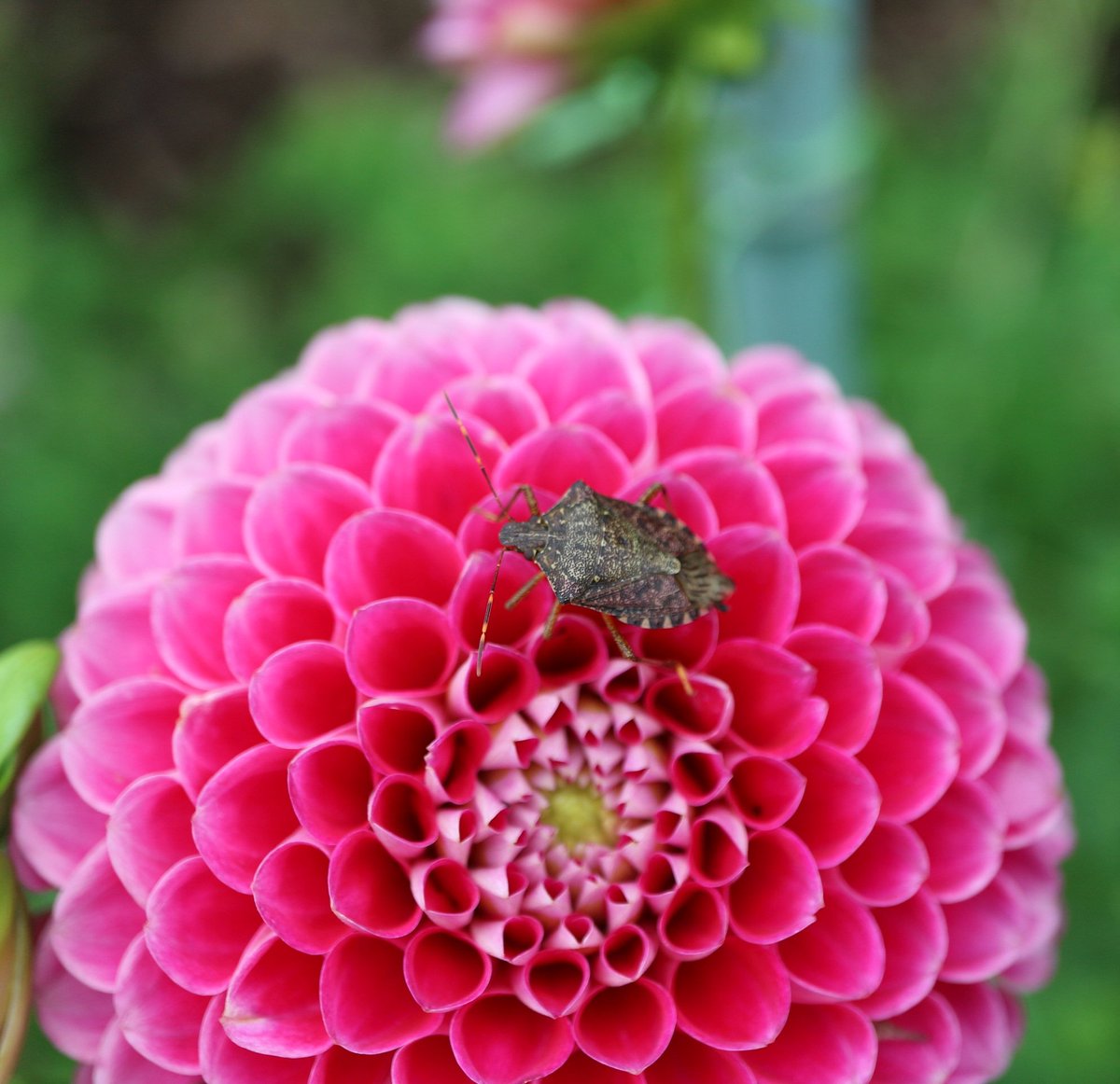 koedo1968's tweet photo. @8691odeok
#
き、君はだりや?🧐
#カメムシ
#亀虫
#stink_bug
#ダリヤ
#dahlia
#誰や
#森林公園
#武蔵丘陵森林公園
#国営武蔵丘陵森林公園
#musashikyuryo_national_government_park https://t.co/9AVYH8QVdb