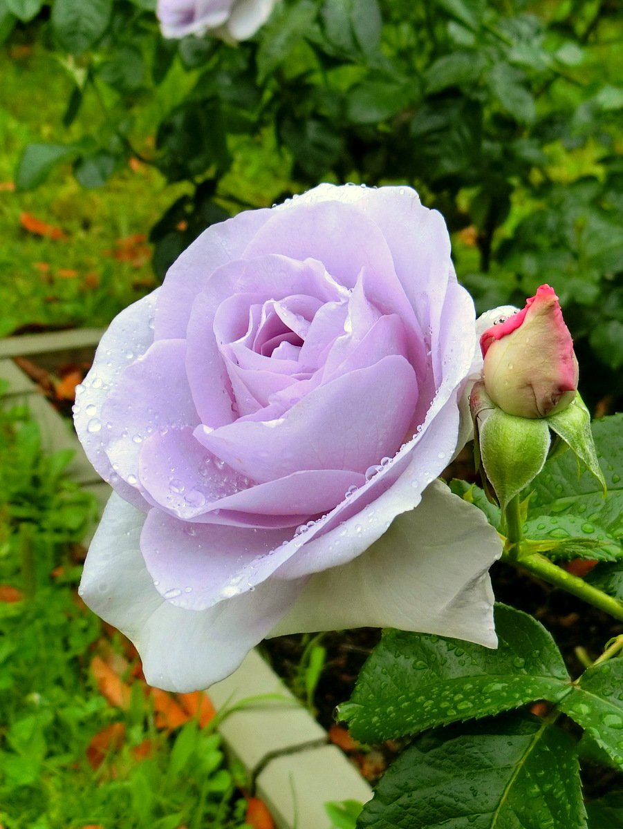薔薇の名前