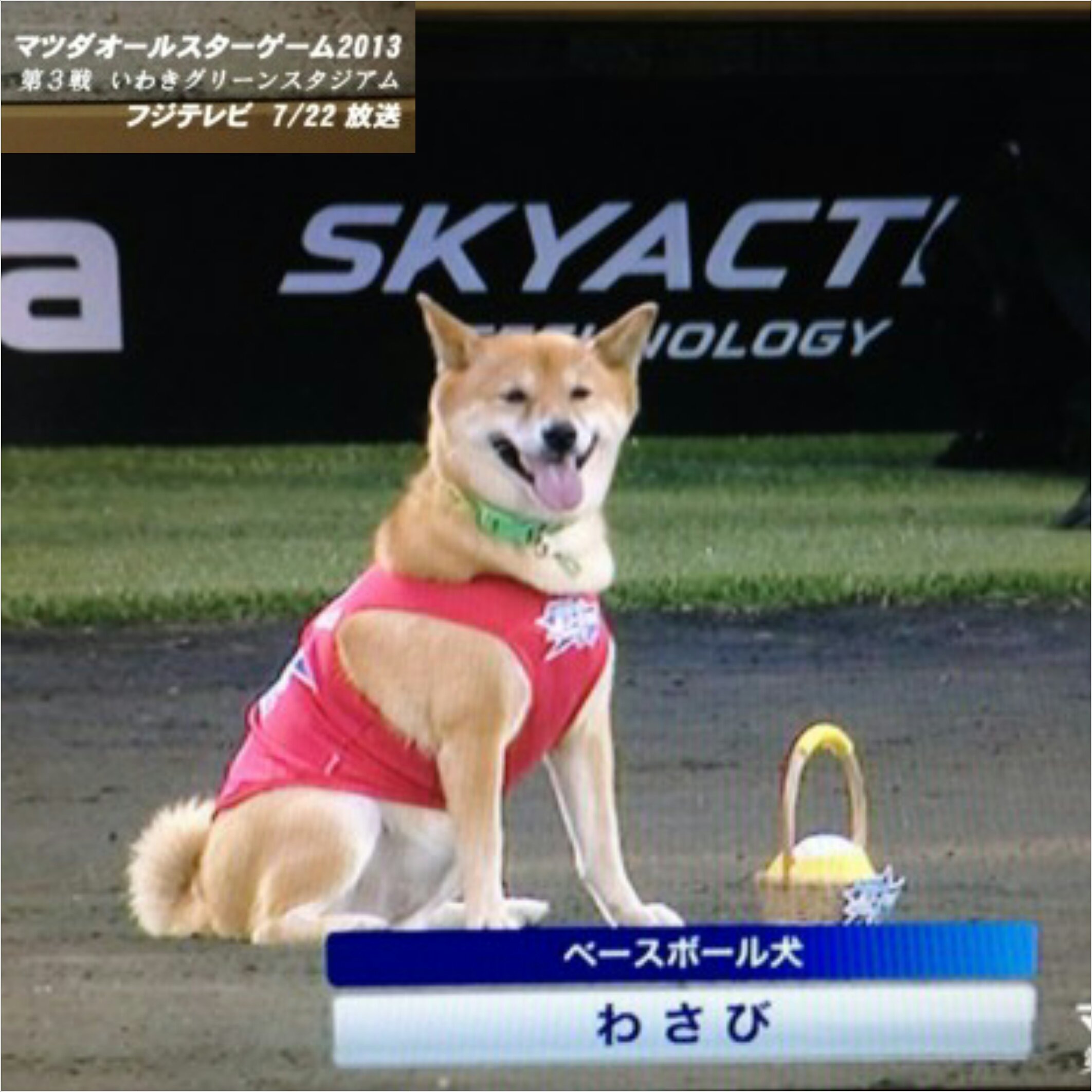 わさび おしらせ ついに わさびとじゃーまねの きずな えがいたのんふぃくしょん 全８わんこのおはなし 7 12発売 ご予約はじまってるワンよー 表紙 ほんとうにあった犬の話 ワン ダフルストーリーズ 講談社青い鳥文庫