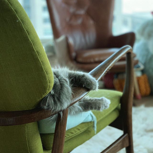 derpycatsandchn's tweet photo. When you turn around and see two tiny paws sticking out around the chair arm.... awwwwww😽😽😽😻😻😻😻😻 #😻 #merlinthecat #derpycatsandchin #fluffycat #persiancat #cutecat #keystonecats #cats #chat #gato #neko #猫 #猫咪 #猫奴 #猫好き #波斯猫 #meow https://t.co/jnYMoNzJay