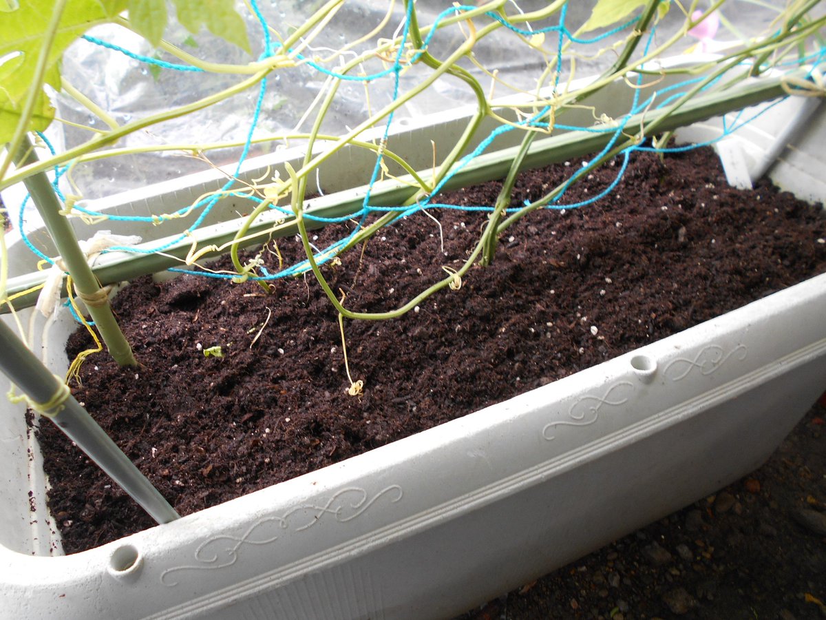 うさ 7 17 ゴーヤ はたくさん生ってます 気になるのはプランターに3株も植えてあるので根っこが回ってすごいことになっています とりあえず 下葉を取って野菜の土を追加で入れておきました