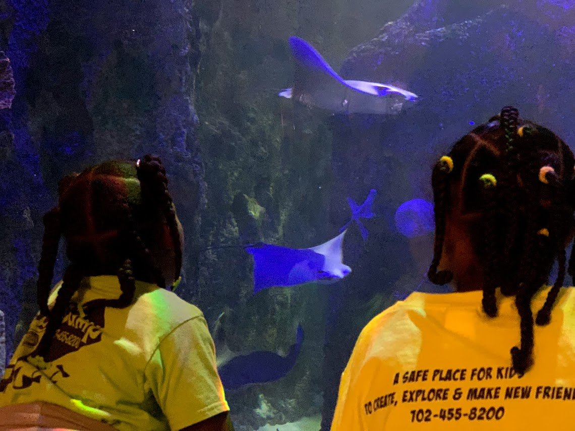 ClarkCountyPark's tweet photo. Helen Meyer Day Camp took a trip to @shark_reef where they were able to get close with many different creatures of the deep. Their escort, Matt, was amazing, energetic, and super enlightening while on their tour. #TakeABiteOutOfFun #TheMeyer #SummerDayCamp https://t.co/E4is1fgnaP