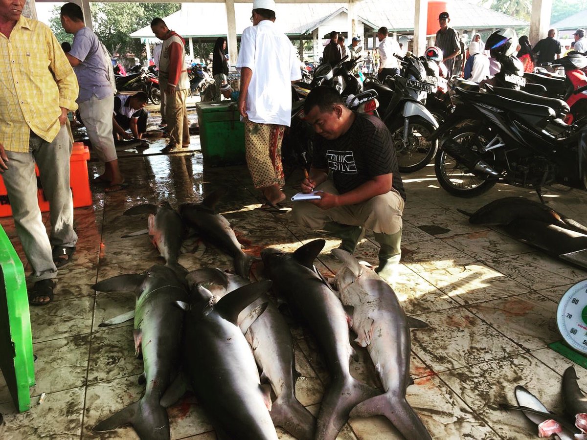Respect the frontline series: 
Our enumerator in the field is one of the most important part of Shark and Ray Conservation. Meet Herman; a very dedicated sharks and rays enumerator. Hunger for knowledge and fast response!

#Respectthefrontline instagram.com/p/B0CZg_bnoh2/…