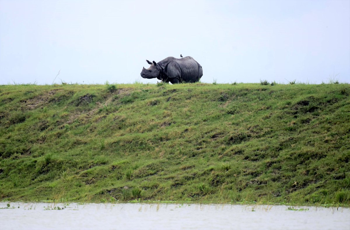 Devasted to see this. People of Assam near Kaziranga please drive safely and slowly as these beautiful animals have no where to go but on the roads 💔 praying hard for the rain to let up for them