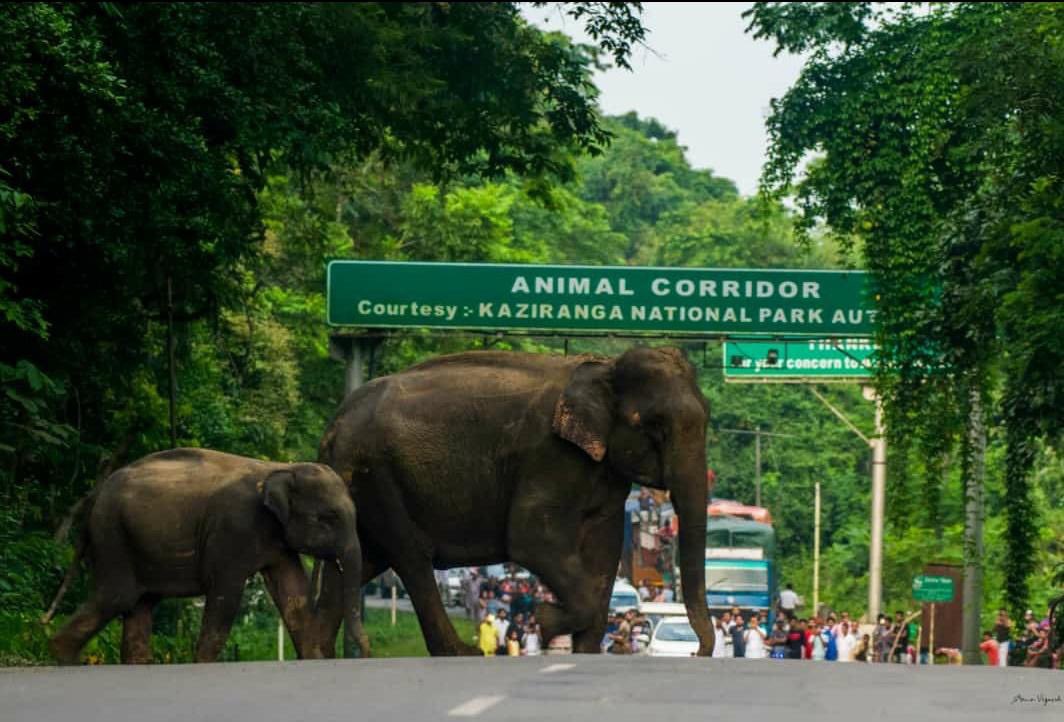 Devasted to see this. People of Assam near Kaziranga please drive safely and slowly as these beautiful animals have no where to go but on the roads ๐ praying hard for the rain to let up for them