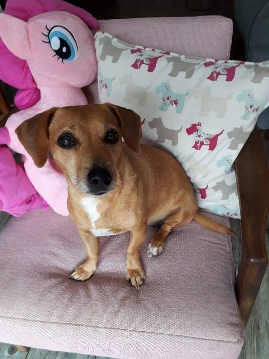 Please adopt me :) Google(Western Cape)

Wise beyond her years, Google (9) says you can ask her anydamnthing cos she knows it all. Cat friendly, dog friendly and child friendly. To apply to adopt: Email us at cdradoptions@gmail.com
#AdoptDontShop #capedachshundrescue