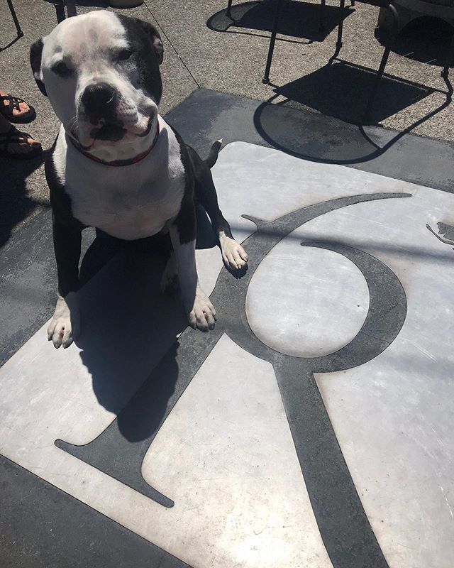 There’s nothin’ like a good porch doggo on a sunny day! Well behaved doggos are always welcome on our patio. Tag us to be featured! .
.
.
#sixriversbrewery #6riversbrewery #6rpatiodogs #doggos #dogs #adoptdontshop #seniordogsrule #dog #dogsandbeer #drink… ift.tt/2xTjfTk