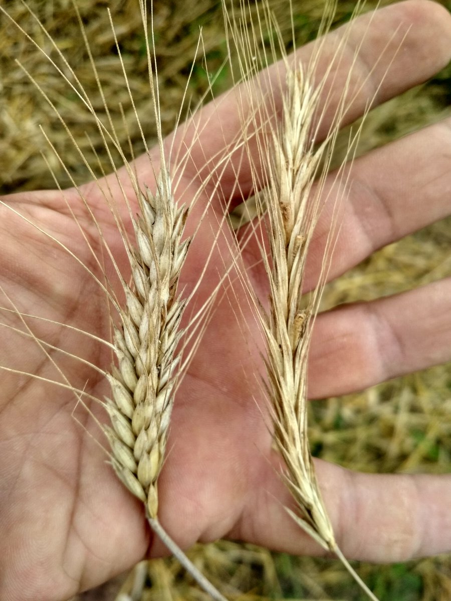 Istergam's tweet photo. Nem is posztoltam, pedig már egy hetes kép.
Ilyen volt, ilyen lett :)
Vagy előtte, utána kép.
Vagy az öregítő fotó :) https://t.co/leVYnFLnrf