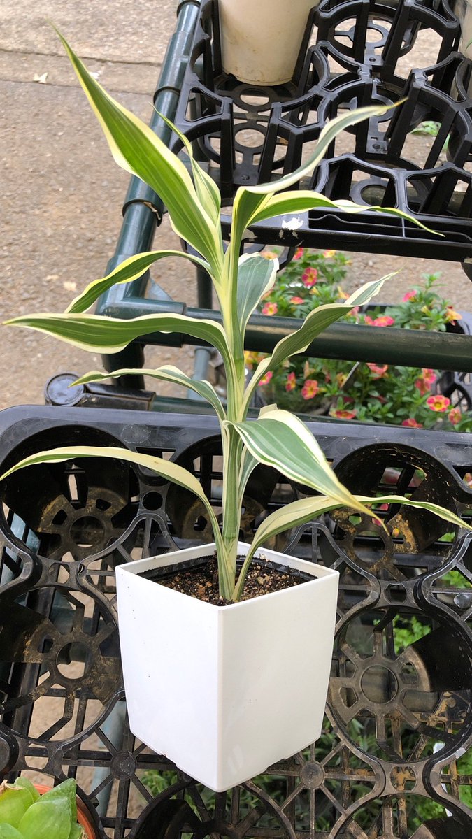 ビックフラワー荻窪店 最近人気のミニ観葉植物 ミックスなのでいろんなはっぱが入ってます リアル手のひらサイズで可愛いです お気に入りをみつけて お部屋に 玄関に トイレに 机に 食卓に 緑いっぱいにしましょう 花屋 荻窪 ビッグフラワー 観葉 ビックフラワー荻窪店 最近人気のミニ観葉植物 ミックスなのでいろんなはっぱが入ってます リアル手のひらサイズで可愛いです お気に入りをみつけて お部屋に 玄関に トイレに 机に 食卓に 緑いっぱいにしましょう 花屋 荻窪 ビッグフラワー 観葉