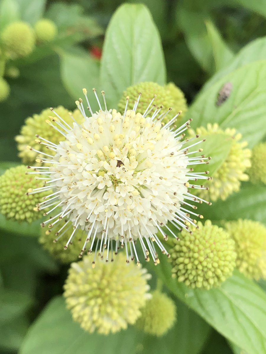 Uzivatel 花丸花子 Na Twitteru あなたを見つめています ムーンライトファンタジーの花言葉 鉢植えから地植えにしたら今年は白いポンポンがた くさん咲いています こんなにたくさんのポンポンに見つめられたら ちょっと恥ずかしい ちょっと嬉しい 庭の Uzivatel 花丸花子 Na Twitteru あなたを見つめています ムーンライトファンタジーの花言葉 鉢植えから地植えにしたら今年は白いポンポンがた くさん咲いています こんなにたくさんのポンポンに見つめられたら ちょっと恥ずかしい ちょっと嬉しい 庭の