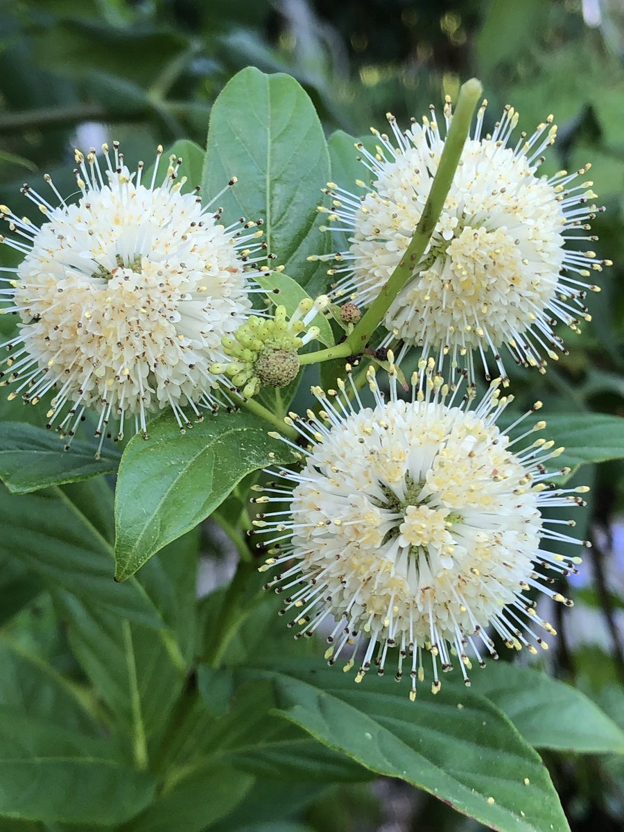 花丸花子 あなたを見つめています ムーンライトファンタジーの花言葉 鉢植えから地植えにしたら今年は白いポンポン がた くさん咲いています こんなにたくさんのポンポンに見つめられたら ちょっと恥ずかしい ちょっと嬉しい 庭の花 花の