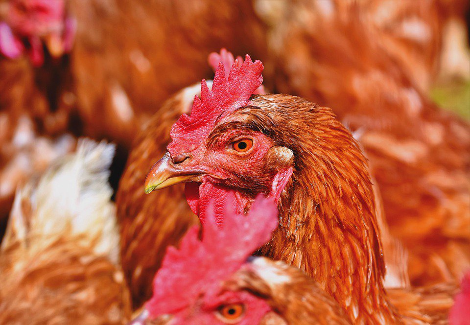 Biosecuritybv's tweet photo. In 12 weken tijd meer dan 80 Belgische pluimveebedrijven besmet met LPAI H3N1. Hoe weet het vogelgriepvirus zich zo snel te verspreiden? Lees het hier: 

https://t.co/4Gv5MxghYC

#LPAI #H3N1 #vogelgriep #België #Biosecurity #VirkonS #Zoolac #kippen @Biosecuritybv @ZoolacPropaste https://t.co/n6Gh6ODXBD