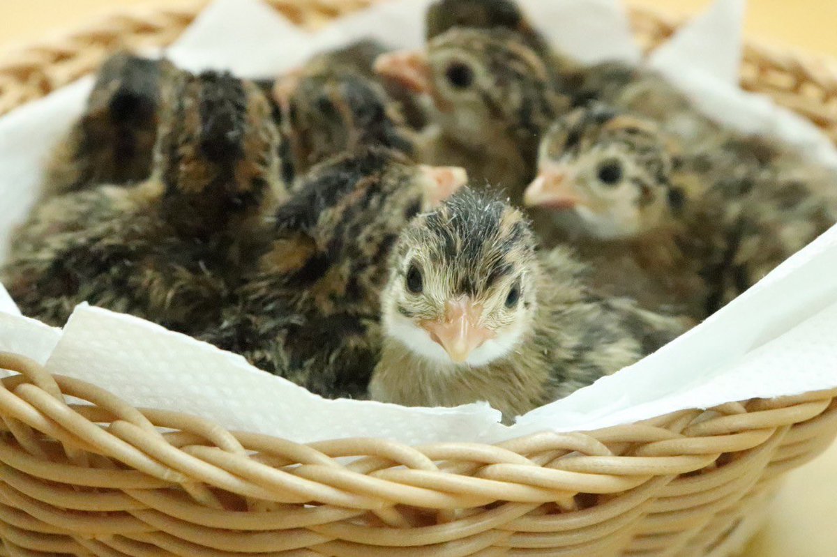 公式 Tca東京eco動物海洋専門学校 Ecoの校内にてホロホロ鳥の雛が11匹羽化しました 孵卵器からの孵化に学生達が歓喜しておりましたよ これからの成長に期待です Tcaeco 動物専門学校 動物 動物園 ホロホロ鳥 雛 進路 新メンバー