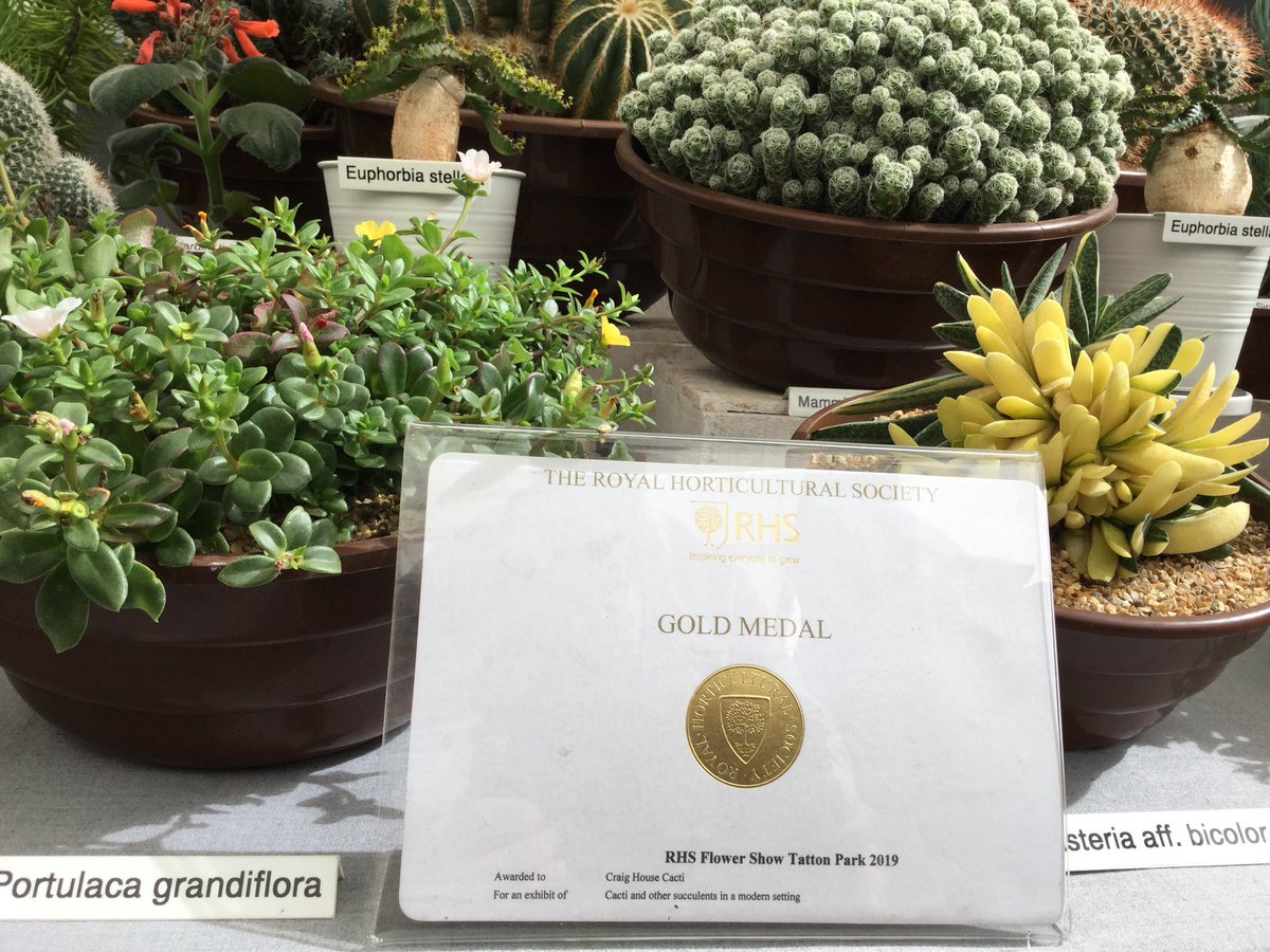 popsythecactus's tweet image. Well done #teampopsy. Pleased standards were kept as I am not appearing @The_RHS #tattonparkflowershow #100masters #CactusStan