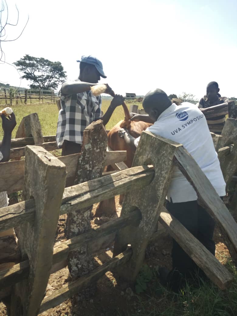 MeatUganda's tweet photo. #UMPCU Vet; Dr Ruhinda doing herd health monitoring at a member's farm in Kenshunga-Kiruhura district. @EUinUG @MAAIF_Uganda @WaiswaDr https://t.co/SeQHMLIaWs
