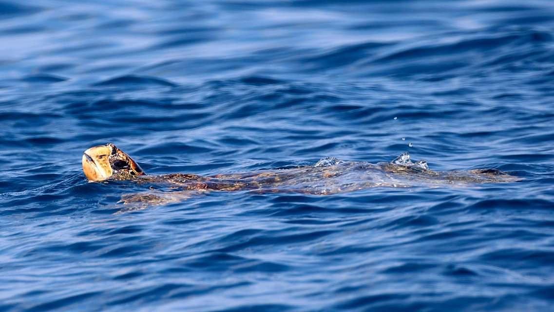 amphibuzz's tweet photo. Hello Turtle!🐢
#indianocean #Maldives #travel #wanderlust #marinelife #tropics #getaway #seasonsurfing #bucketlist #Thulusdhoo #island #amphibuzz #vacation https://t.co/O2oAOdxpDd