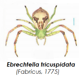 DrRichJP's tweet photo. @PDChina Happy to solve the mystery here. This looks like the harmless thomisid, Ebrechtella tricuspidata. Pic from Yaginuma, 1986. @DrRichJP is lways happy to help with spider facts! ๐๐ท๏ธ #LoveSpiders #EverySpiderMatters #CoolCrabSpider https://t.co/a9rh5dyZsM
