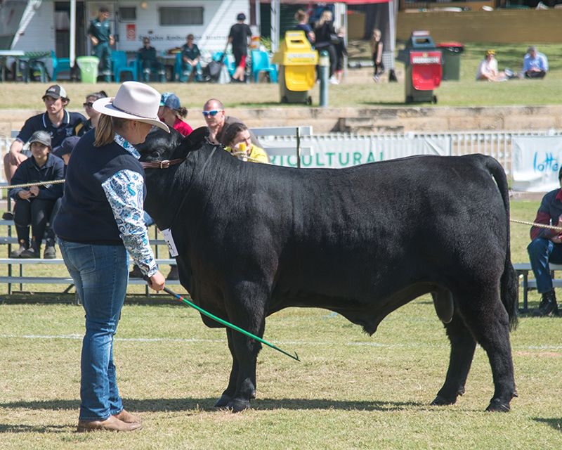 angusaustralia's tweet photo. Entries are now open for the Royal Perth Show Angus Feature Show.  Read more or enter here ➡️ https://t.co/JcrLqGBtNZ
#GrowAngus #AngusPremium #AngusthroughtheAges #100YearsofAngusAustralia https://t.co/3e2IQSEAJL