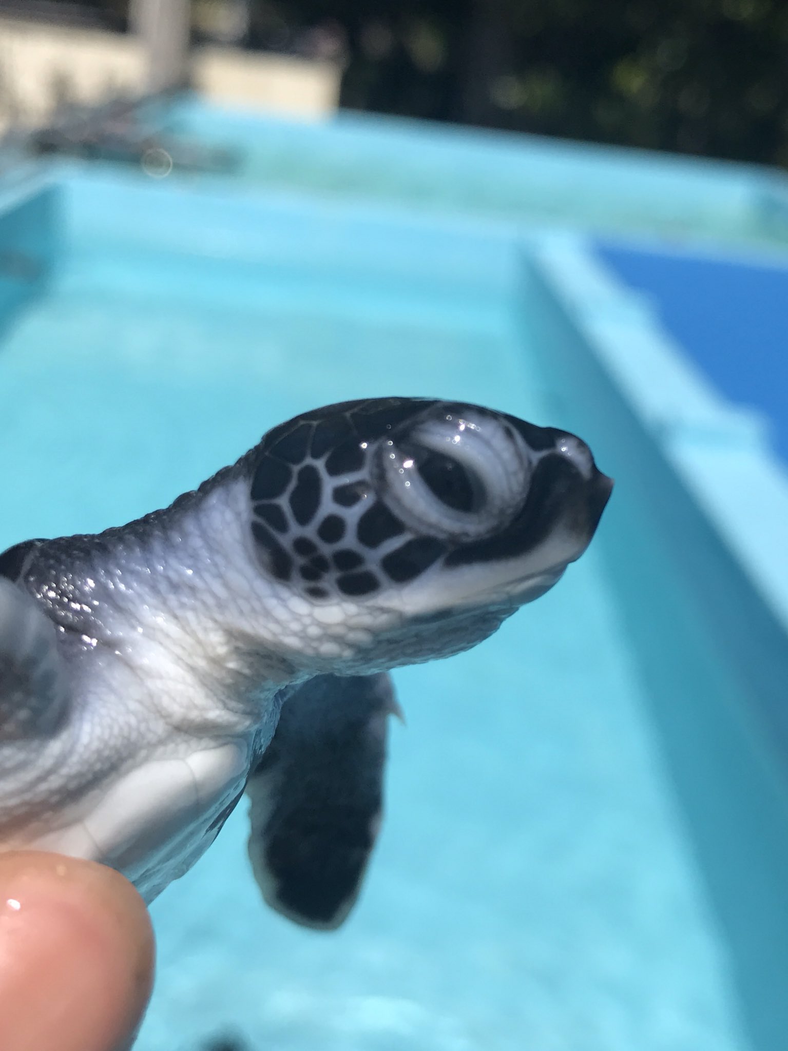 Pip 小笠原海洋センター公式 おヘソとツノ 卵角 どちらも赤ちゃんガメにしかありません 小笠原海洋センター ウミガメ T Co 7ts5kc02kn Twitter