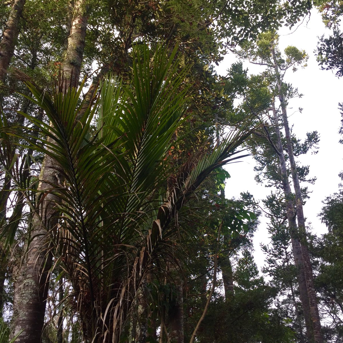 SarahPSparks's tweet photo. Time to rebalance with romiromi after serving such a massive kaupapa in the w/e. Headed back to the ngāhere 💚 #MāoriInquiry #GetOnTheTable https://t.co/vG2BJqKXTa