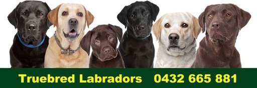 truebred1's tweet photo. Truebred Labradors #truebredlabradors https://t.co/RDn4N4qDDu https://t.co/fzvEfzENoM