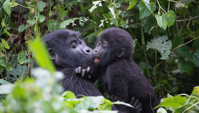 thesourcemens's tweet photo. What else do you know about #Gorillas apart from sharing 98.4% DNA with them?
#MountainGorillas
#ViditUganda
#TourismUganda
#VisitBwindi https://t.co/J56dBCU1as