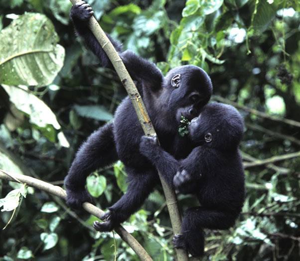 thesourcemens's tweet photo. What else do you know about #Gorillas apart from sharing 98.4% DNA with them?
#MountainGorillas
#ViditUganda
#TourismUganda
#VisitBwindi https://t.co/J56dBCU1as