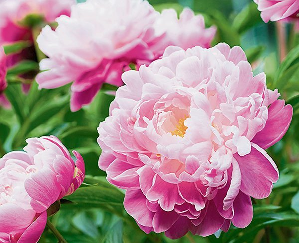 Shin Min Daily News 北京讯 中国花卉协会周一 15日 在官方网站发布 投票 我心中的国花 向公众开放网络投票通道 征求社会对推荐牡丹为中国国花的意见 大部分网友赞同以牡丹为国花朵 世界上已有100多个国家确立了自己的国花 中国是尚未确立 国花