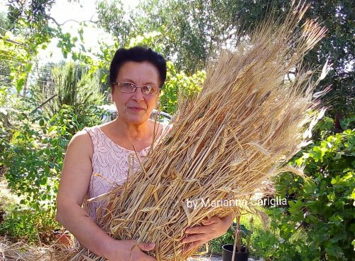 MerinaCariglia's tweet photo. #Chi ricorda la #produzione di #grano a #Vieste ? Ero piccola quando mio padre parlava della sua gioventù: grandi distese di #spighe accarezzate dal sole. Nel frattempo sono trascorsi oltre 70 anni 😕 ed io sono tornata a #coltivare https://t.co/d0zKP8svgE