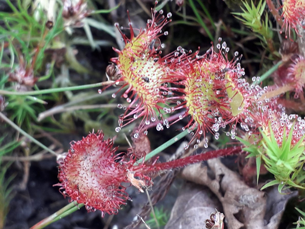 Lymington-Keyhaven Nature Reserve tweet media